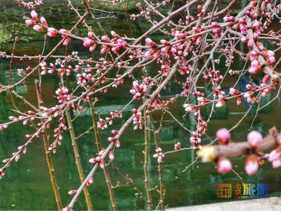 北京市朝阳区街边山桃花盛开的美丽景色