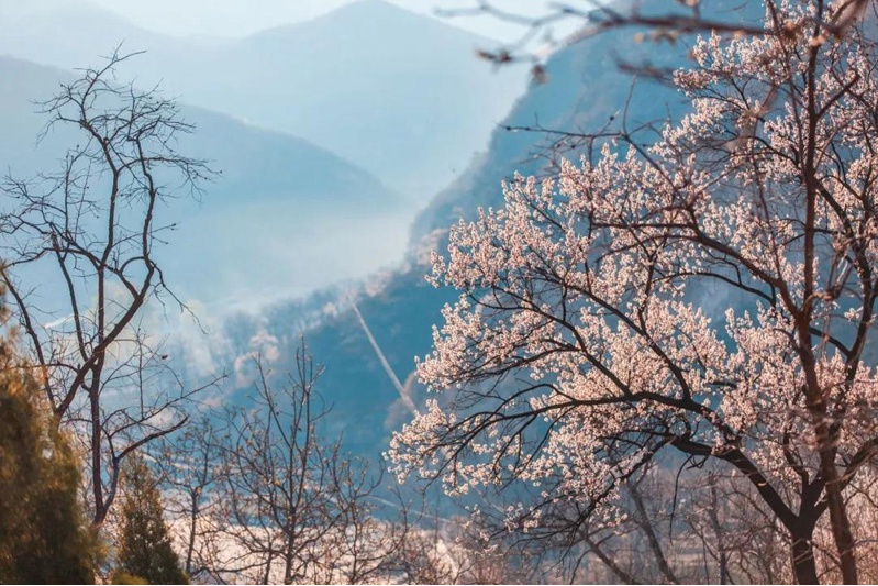 桃花屋预定 | 4月1日开山，带你过山里“桃花仙”的小日子！