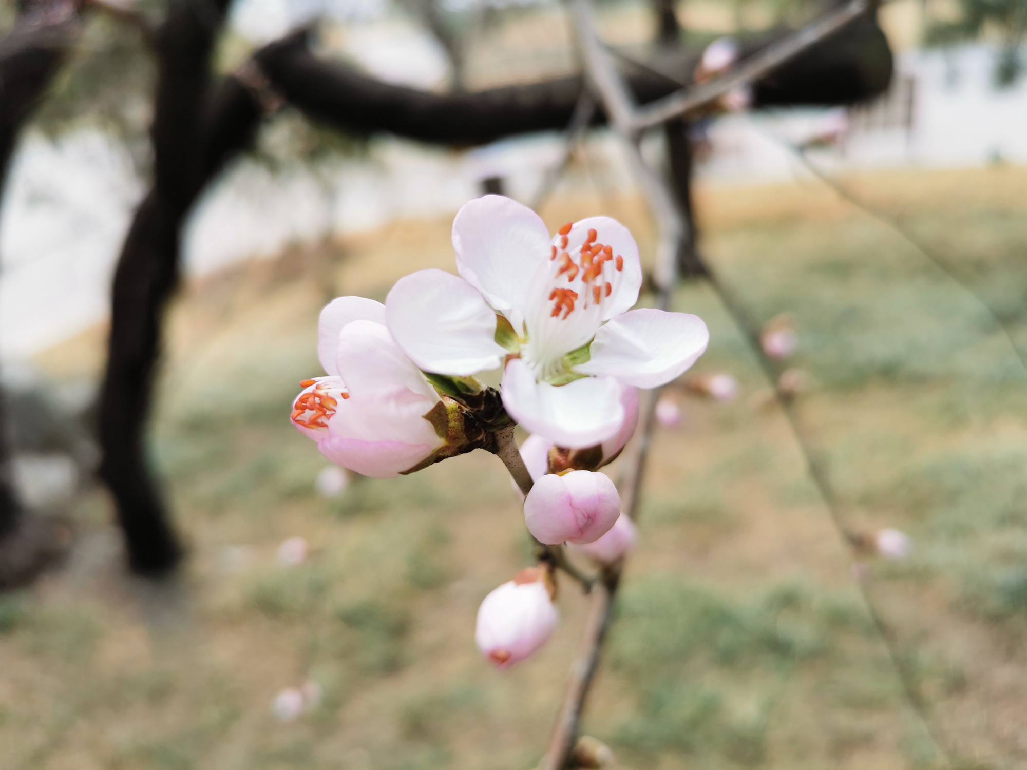 2022重庆九龙坡赏桃花的地方（地点+花期） - 知乎