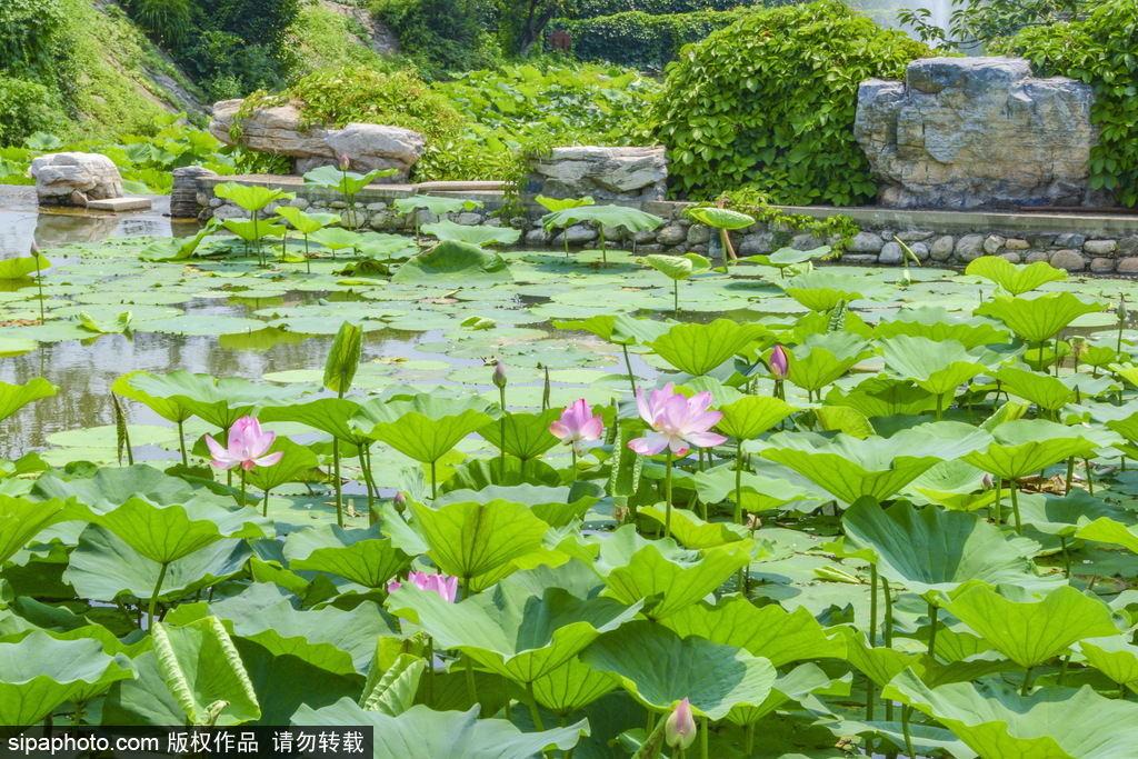 静之湖景区：赏花游玩沐春风，在这里邂逅浪漫！