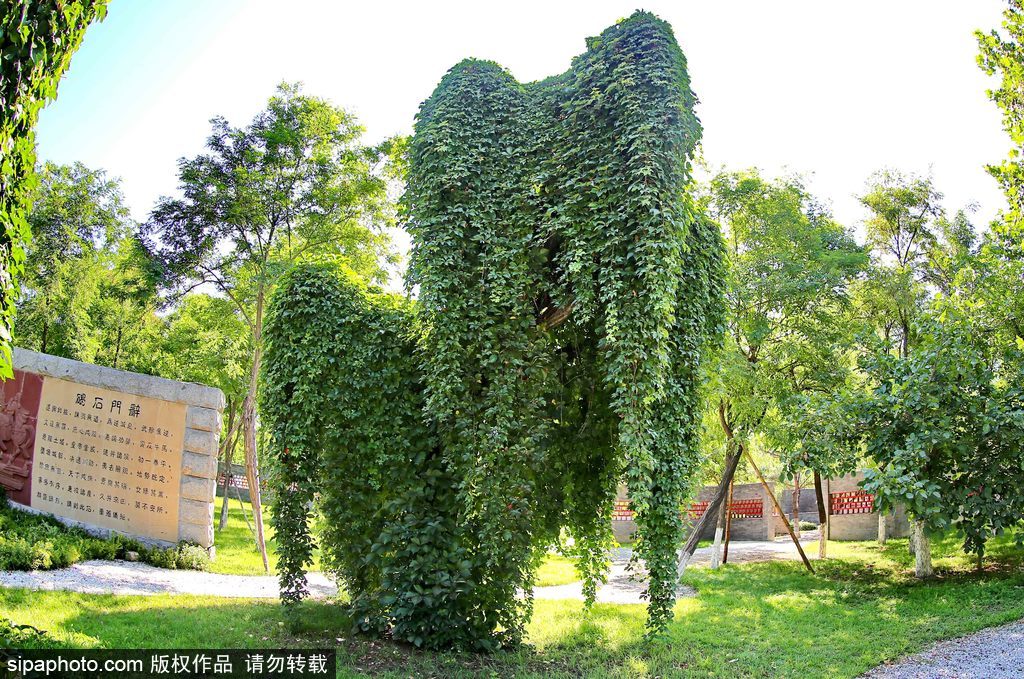 秦皇植物园“大象树”
