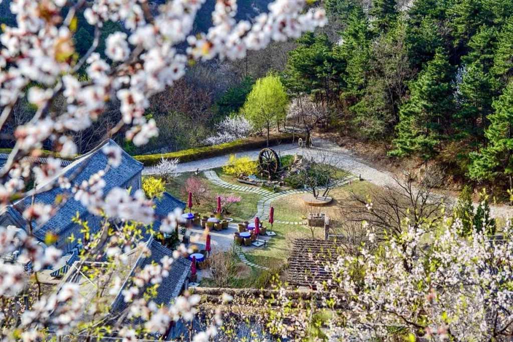 密云云峰山桃花开