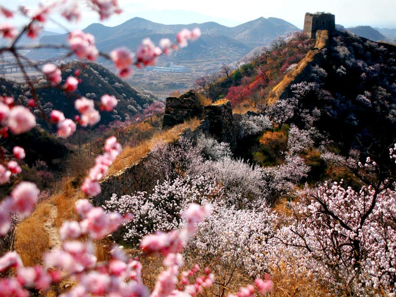 慕田峪长城赏花：鲜花次第开 尽赏“桃花雨”