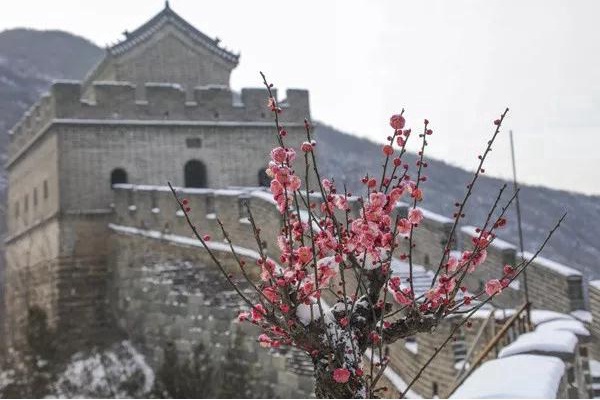 响水湖长城赏花： 百花醒春风 梅开梨蕊白