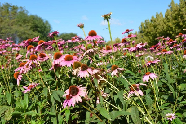 北京国际鲜花港：第十二届北京菊花文化展开幕啦