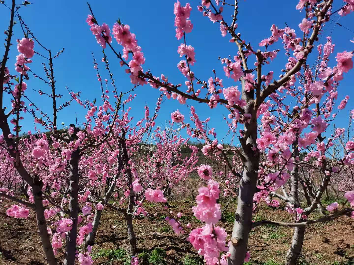 平谷金海湖桃花岛的桃花