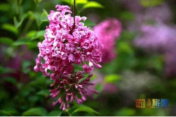 法源寺赏花：细雨春愁丁香结 红妆一梦海棠花