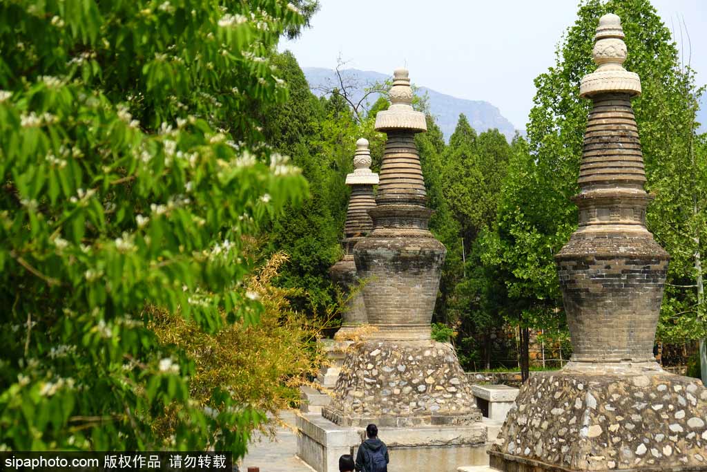 云居寺赏花：春日西峪花宫 四月樱影如画