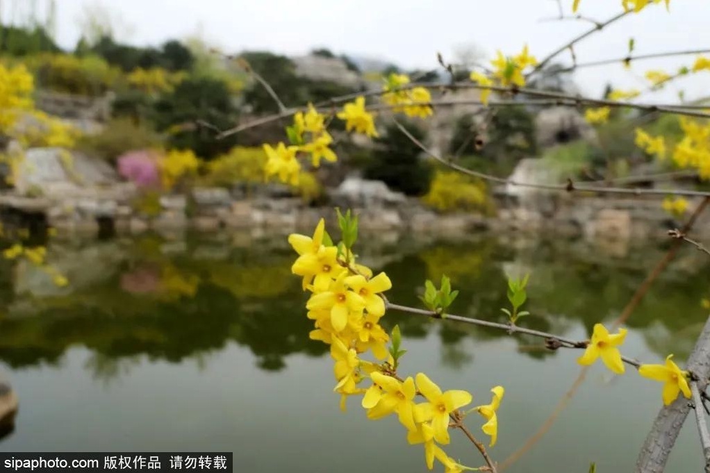 芳菲满园四月天，西山森林公园最美打卡处