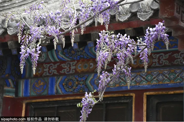 惊艳！京城紫藤花开成瀑，梦幻了整个春天