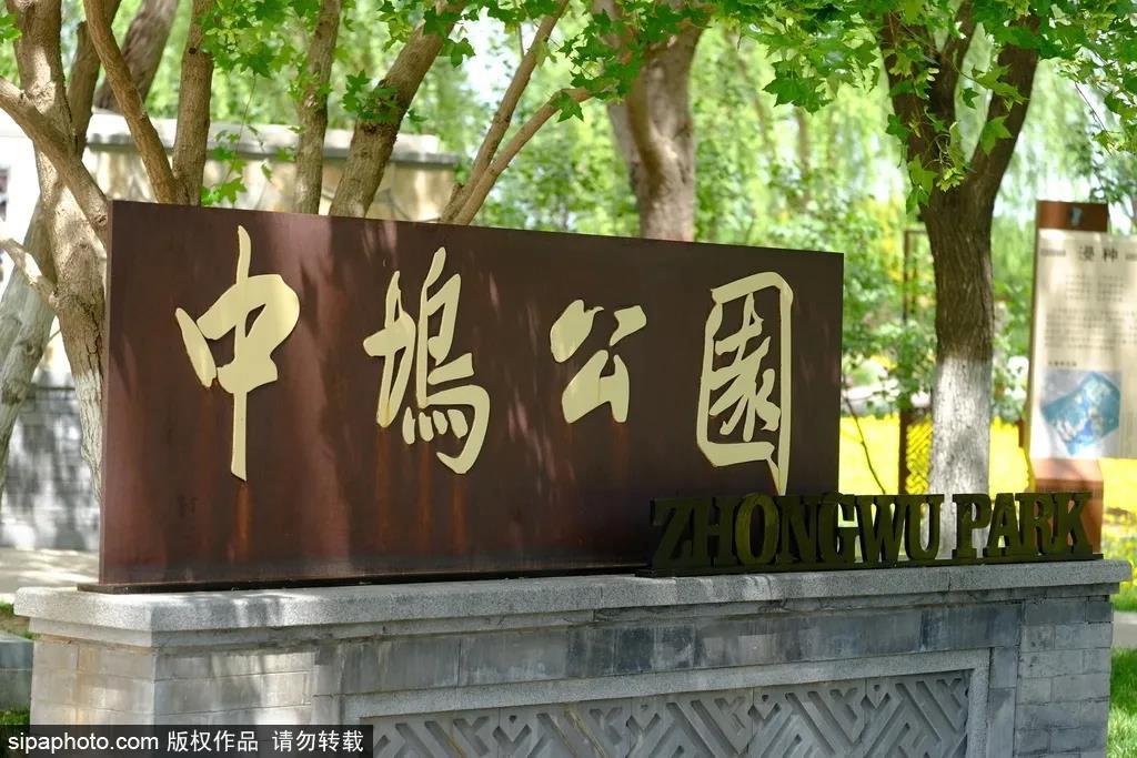 北京有片绝美油菜花海，就在这个免费公园里！