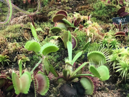 小小迷你植物竟也食肉？