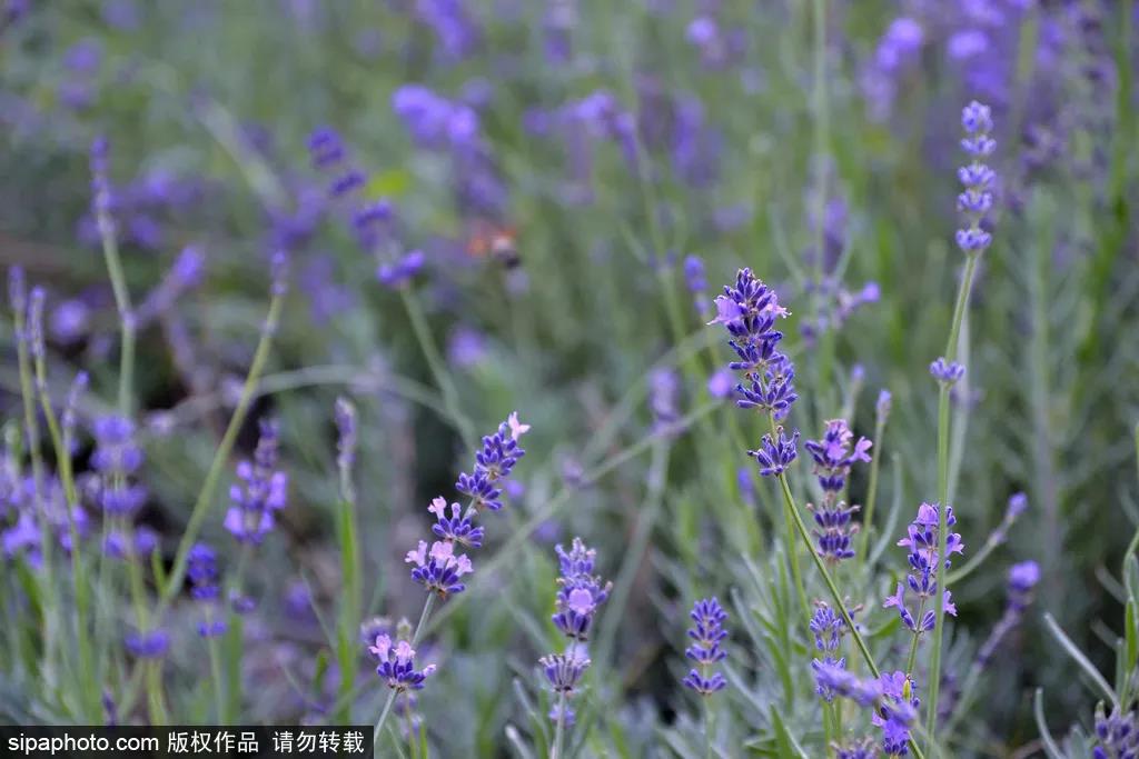 寻找6月梦幻紫色花海：蓝调薰衣草庄园