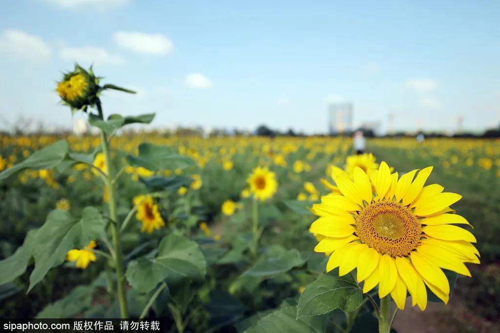 奥森的向日葵花海来啦~