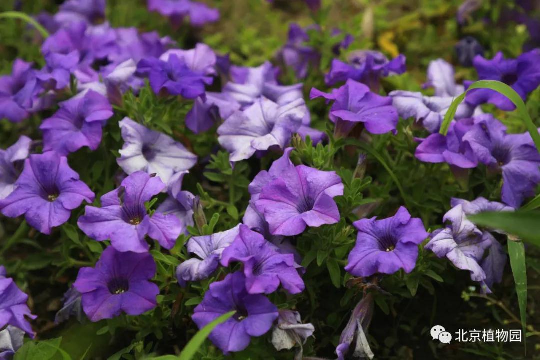 北京植物园内的高颜值花花草草