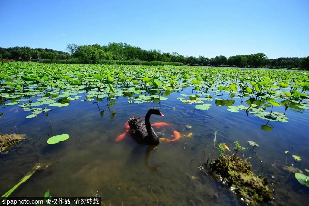 京城纳凉胜地：圆明园