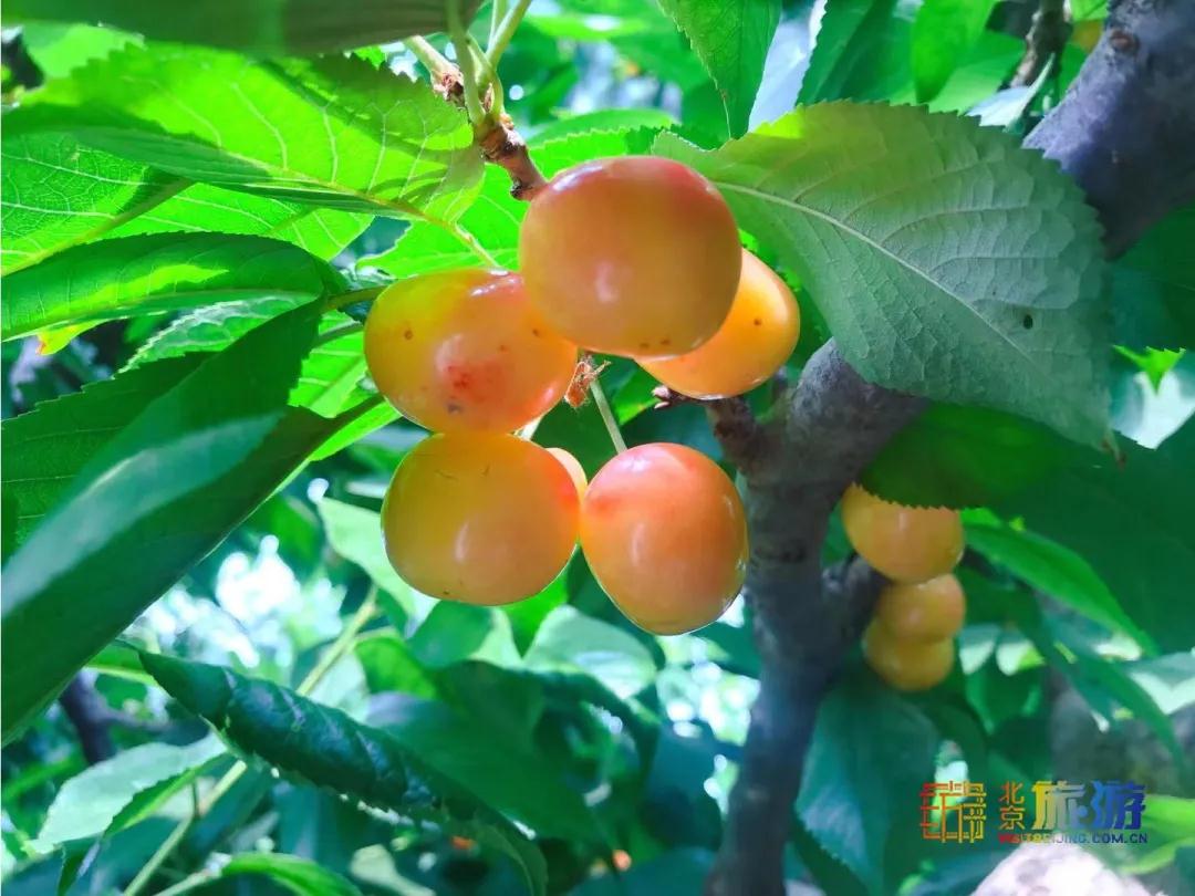 田园花海中无限畅吃，才是夏日的味道