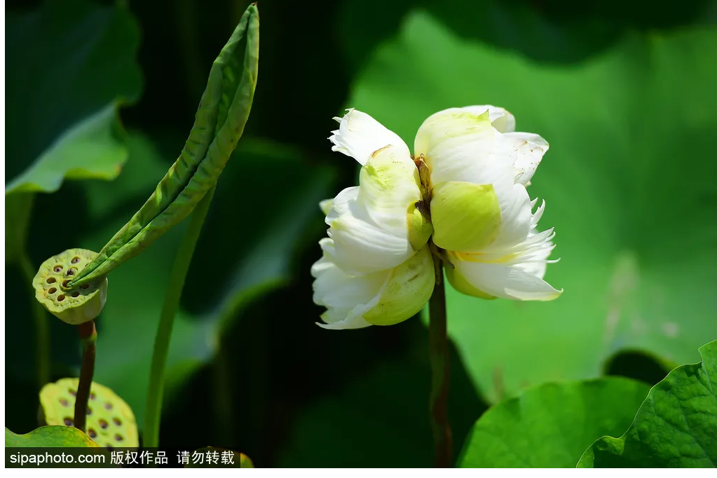 京城夏日图鉴（一）