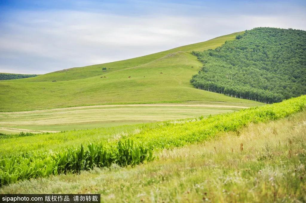 迎着阳光，一路向北，自由、恣意的丰宁坝上草原等您