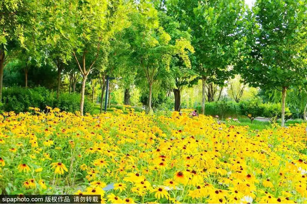 蓝靛厂公园：盛夏洒落了一地金黄