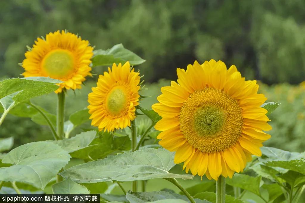 奥森百亩绝美向日葵花海已进入盛花期