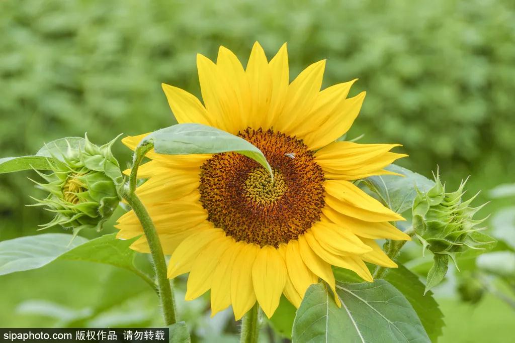 网孔打卡地：奥森向日葵花海