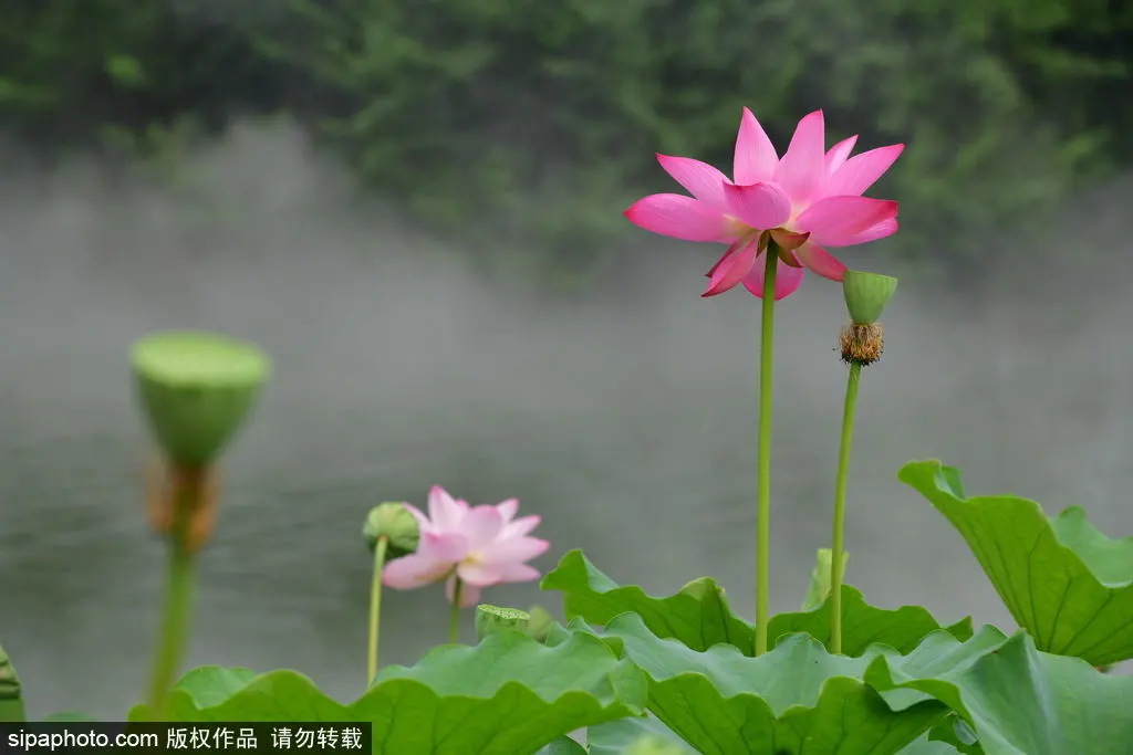 夏日赏荷 望和公园化身湖光仙境 