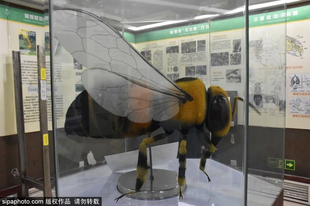 中国蜜蜂博物馆