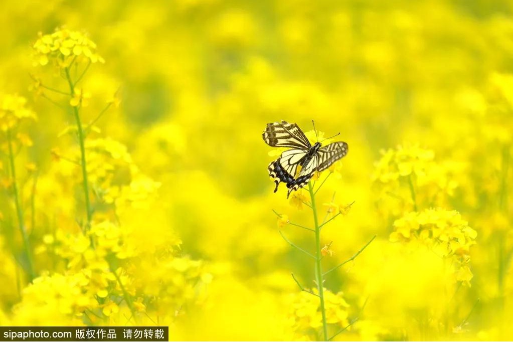 风景如画的北坞公园