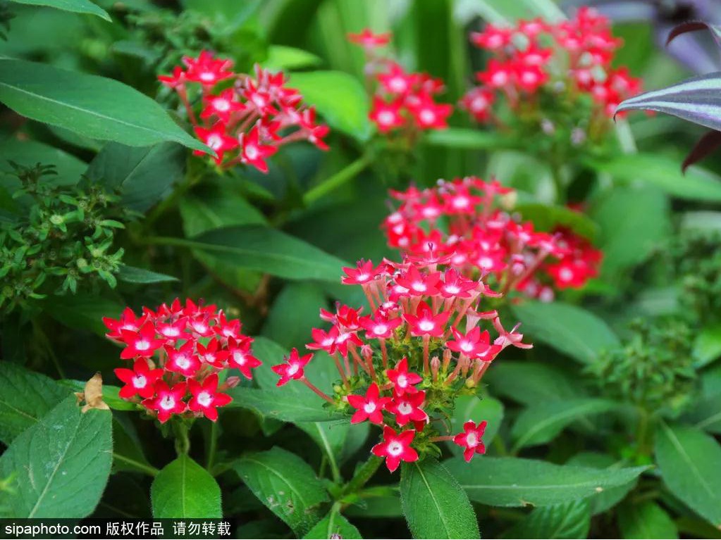 赏秋日北京植物园