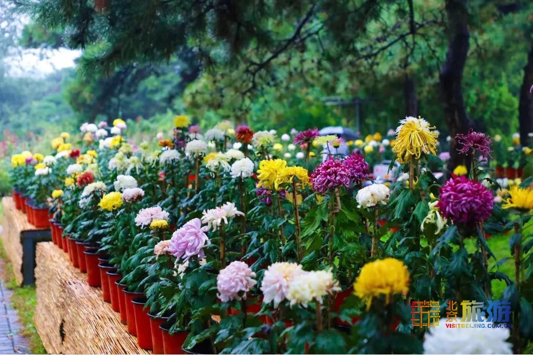 北京植物园第29届市花展开幕