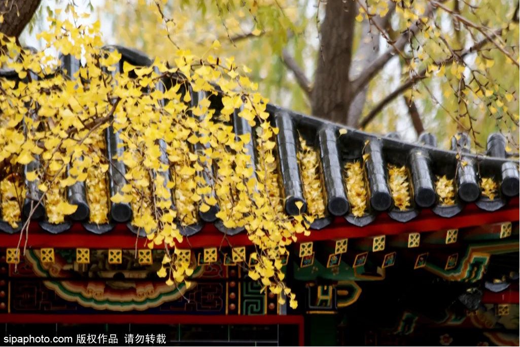 秋天的北京——中山公园