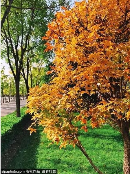 北京园博园：与一抹秋色不期而遇