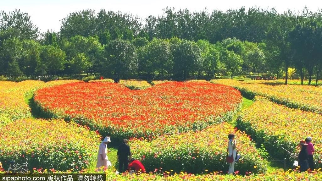 北京赏秋地：南瓜马车+红色“心形”花海，步入浪漫的童话