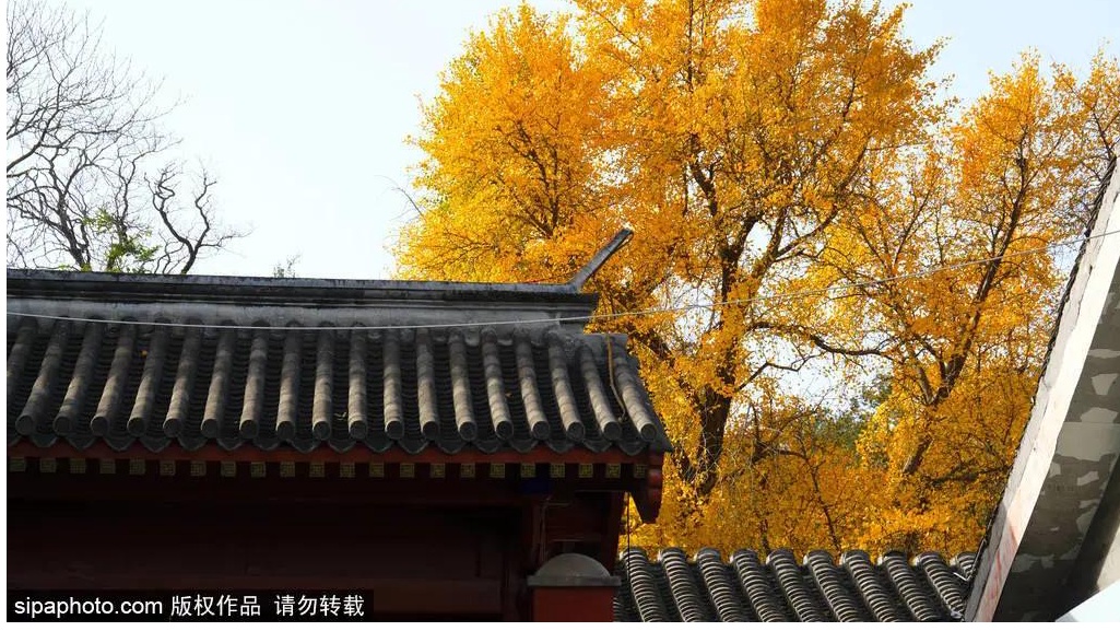 大觉寺的银杏树 金黄的叶子铺满红墙下的一角