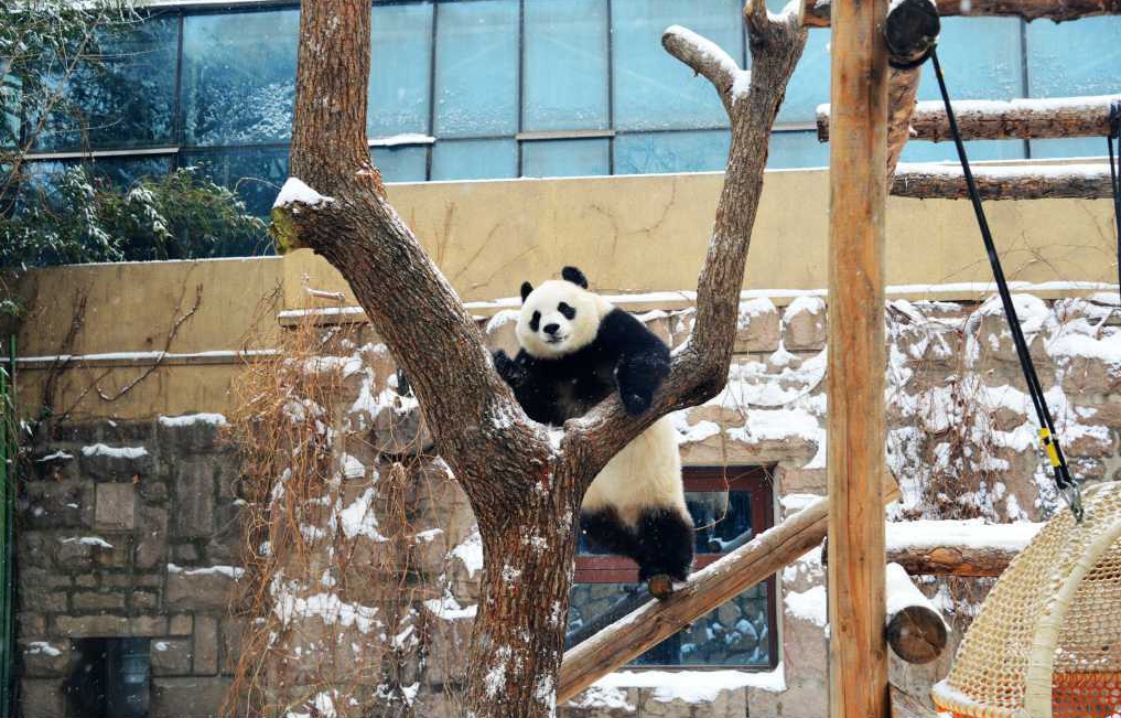 北京动物园，动物们“雪中嬉戏”