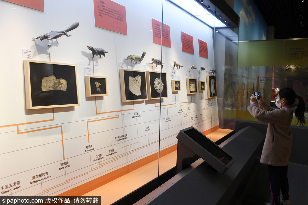 北京自然博物馆常设陈列展览
