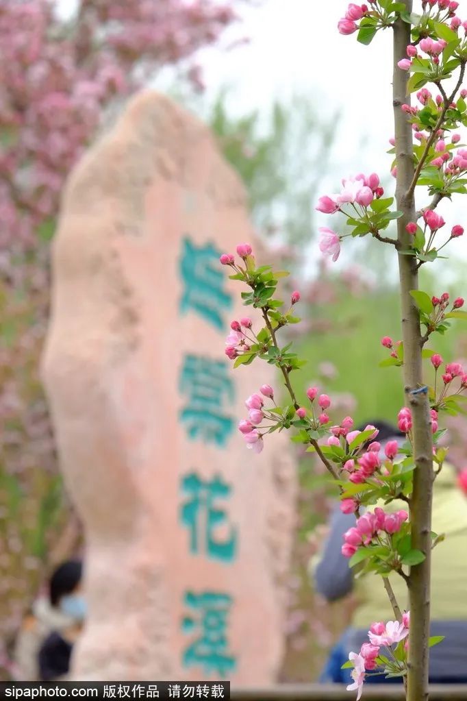 “海棠花溪”美景再现