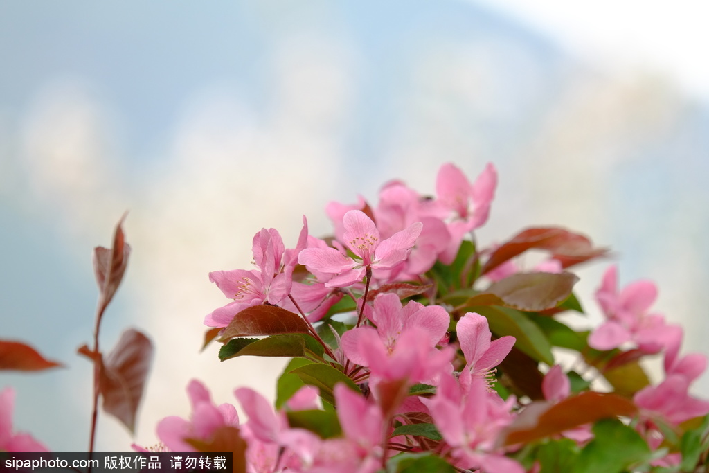 植物园海棠园，西山野趣，满园诗意