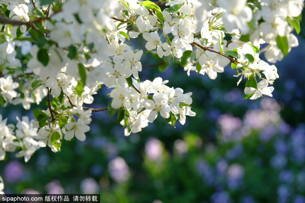 北京植物园公园里多种鲜花共同绽放