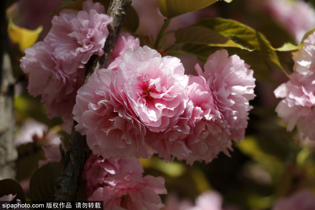 通惠河玉河遗址附近樱花正艳