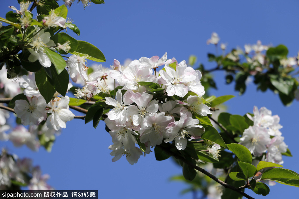 玉河故道遗址边海棠花开正盛