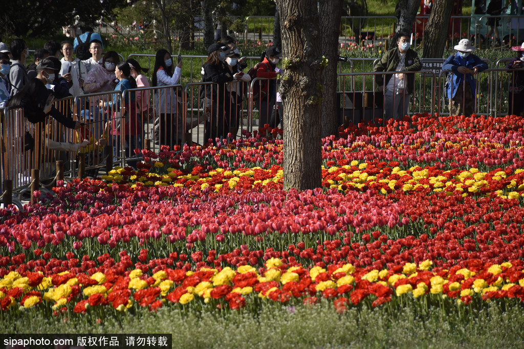 国家植物园内数十万株郁金香竞相开放