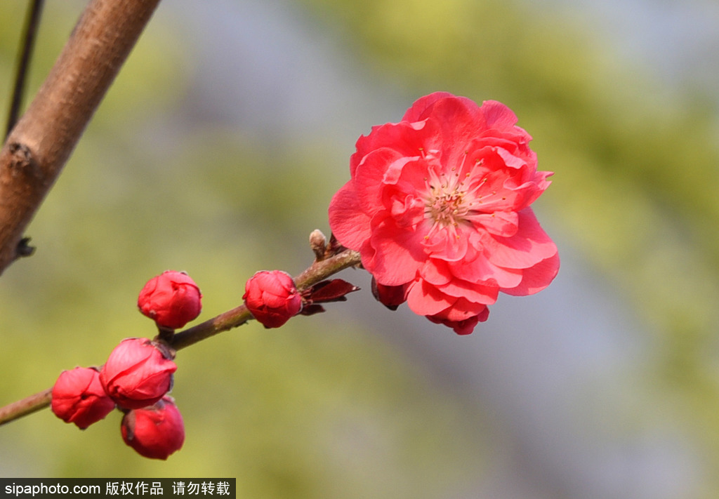 北京街头榆叶梅开满枝