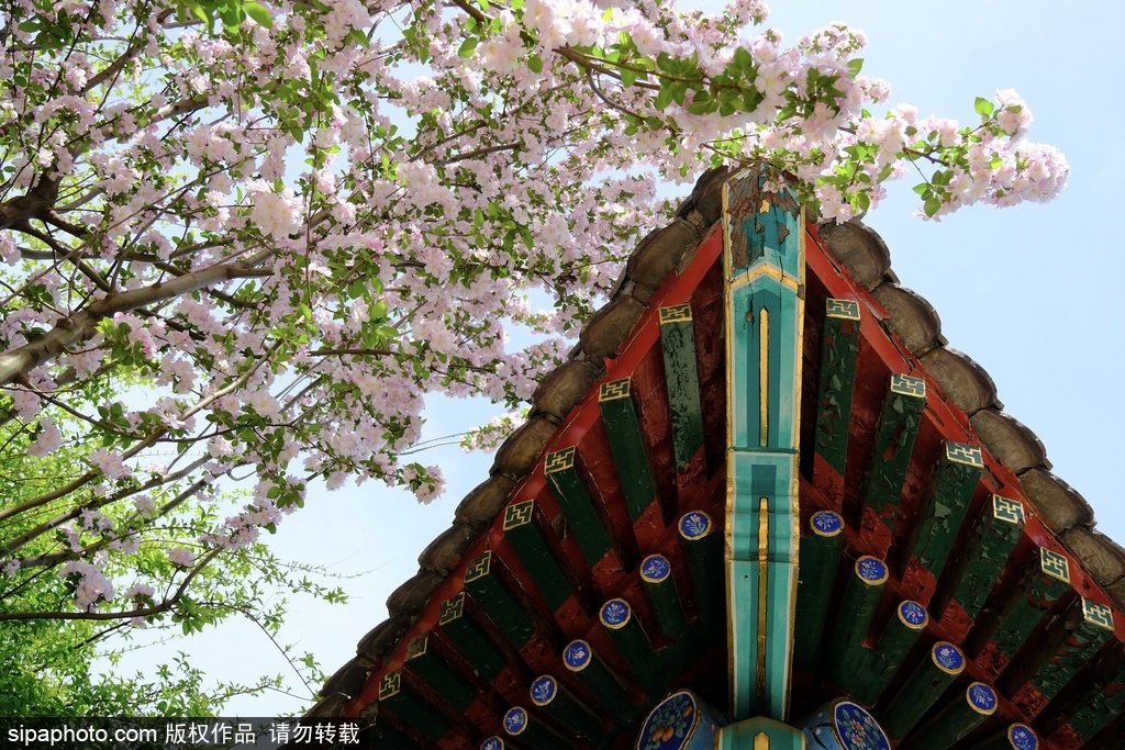 中山公园海棠花盛开满树红妆