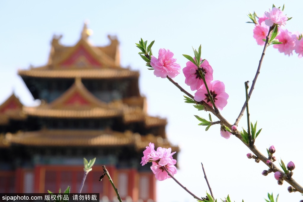 故宫西角楼春色饱满，花朵盛开