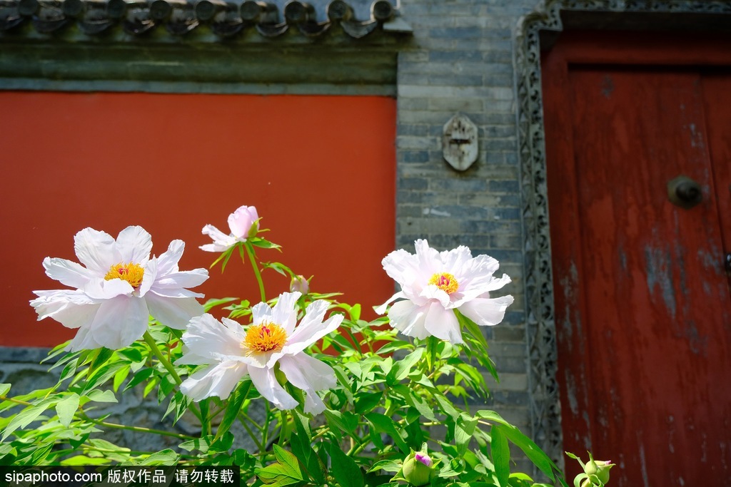 国家植物园卧佛寺，各色花卉竞相开放