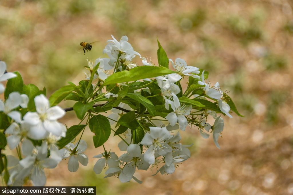 国家植物园南院繁花似锦