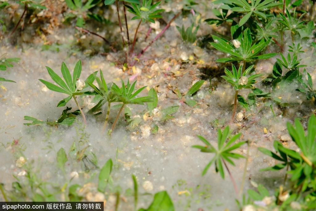 月亮门前飞絮濛濛