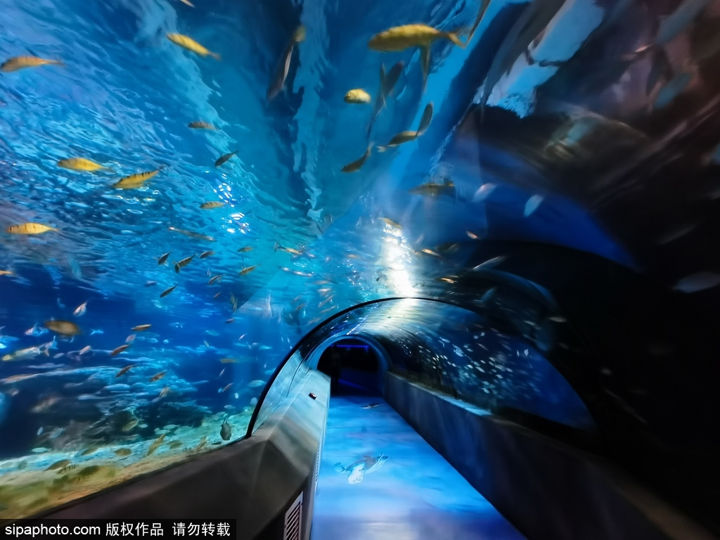 青岛海底世界门票多少钱（青岛适合带孩子去的地方）|迈走旅游网